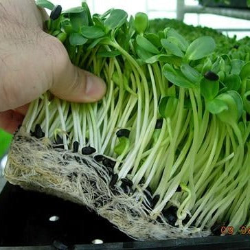 Sunflower 227g • دوار الشمس - plantnmore