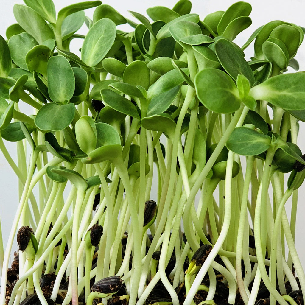 Sunflower 227g • دوار الشمس - plantnmore