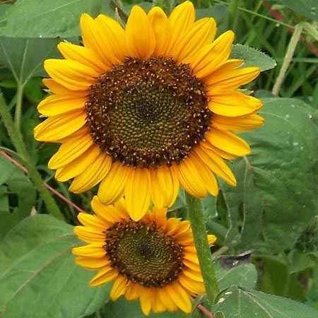 Sunflower Sunspot • دوار شمس قصير - plantnmore