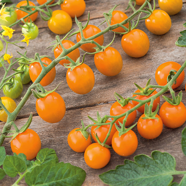 Sungold Tomato • طماطم سن قولد - plantnmore