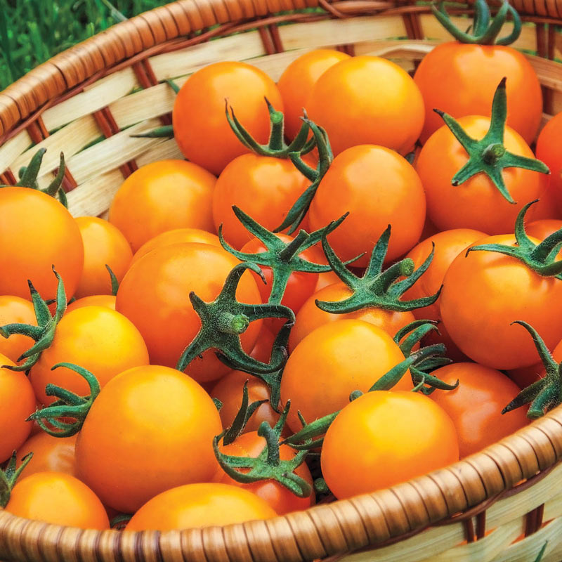 Sungold Tomato • طماطم سن قولد - plantnmore