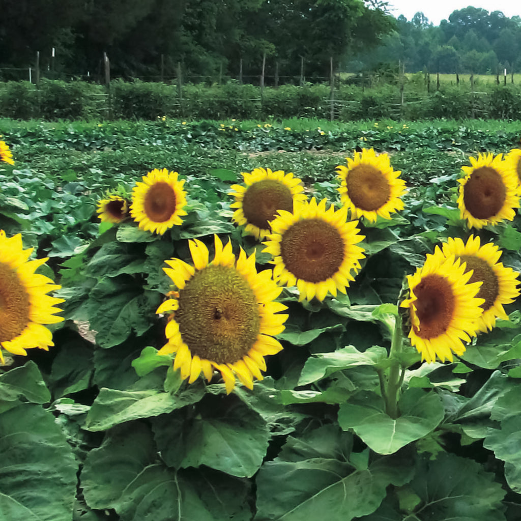 Sunflower Sunspot • دوار شمس قصير - plantnmore
