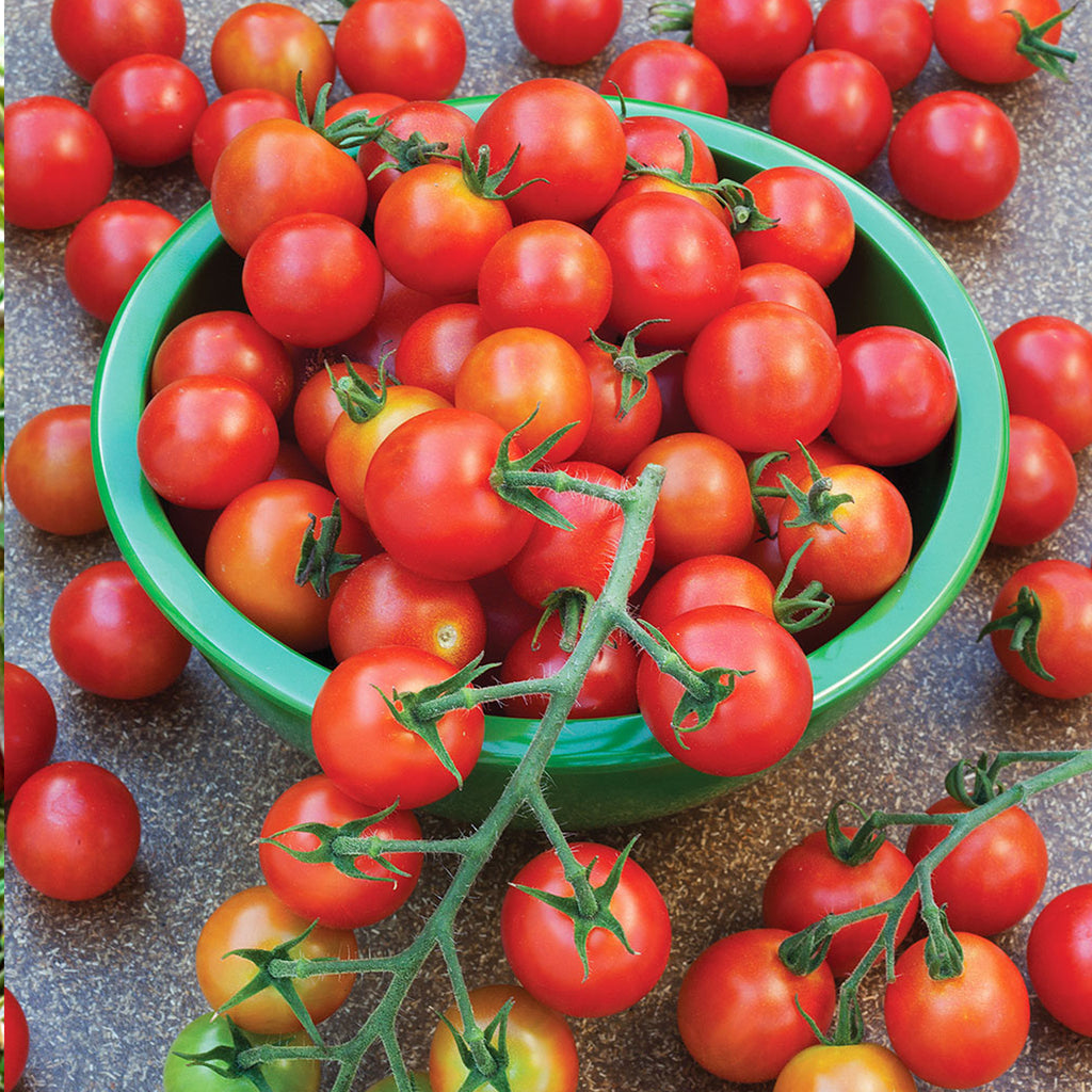 Tomato Supersweet 100 • طماطم شيري سكري - plantnmore