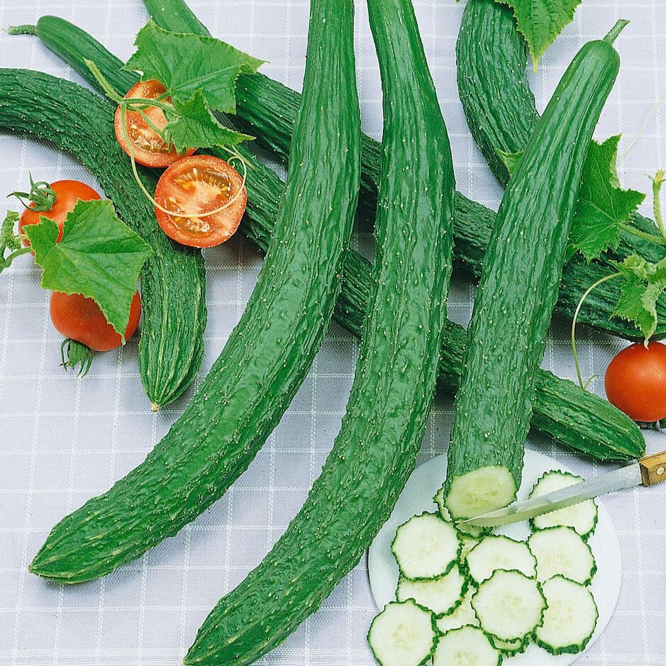 Suyo Long Cucumber  • خيار مخطط طويل - plantnmore