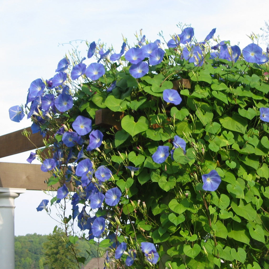 Morning Glory Heavenly Blue  • زهرة مجد الصباح - plantnmore