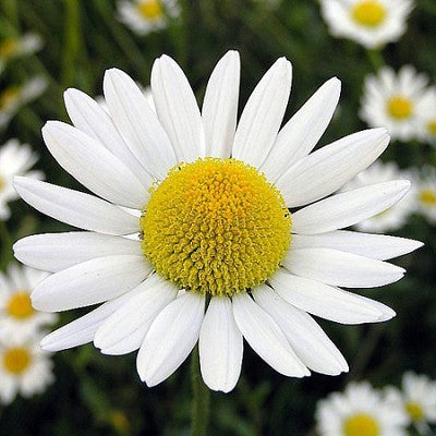 Chamomile • بابونج - plantnmore