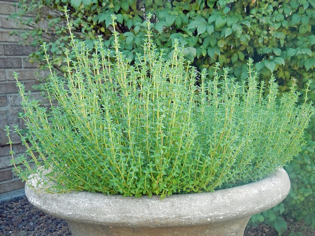 Thyme (o)• زعتر - plantnmore