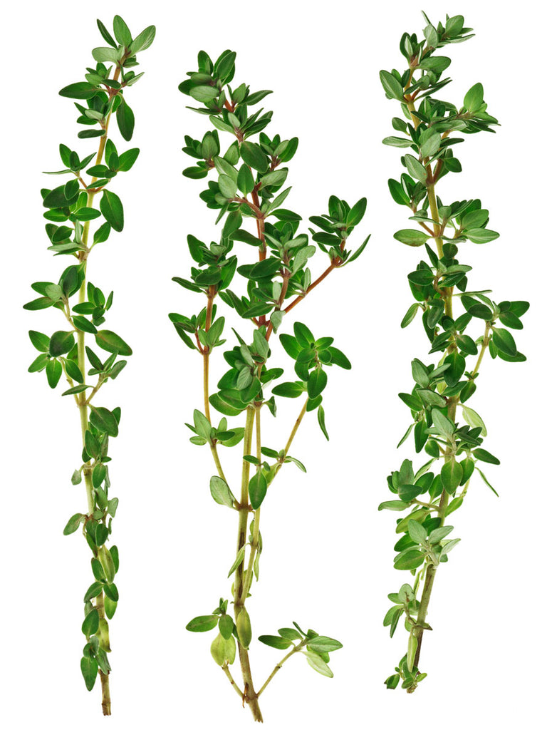 Thyme (o)• زعتر - plantnmore