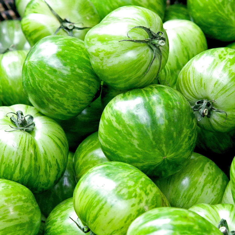 Tomato - Green Zebra • طماطم الزيبرا الاخضر - plantnmore