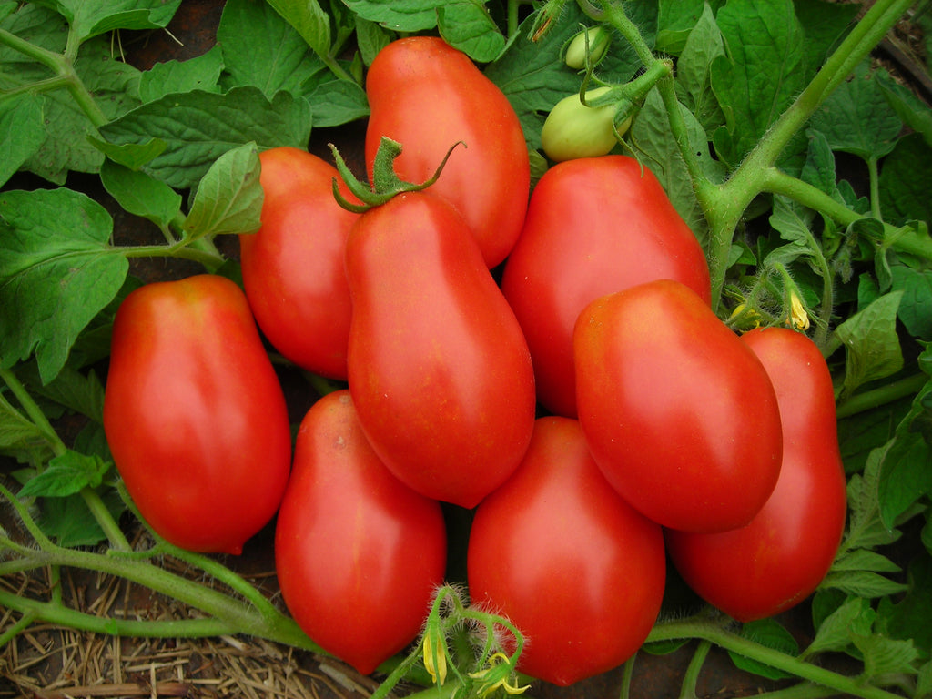 Tomato Roma VF •طماط روما طويل - plantnmore