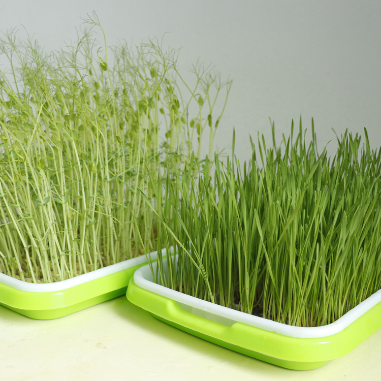 Sprouting Tray • صينية الإستنبات و الميكروجرين - plantnmore