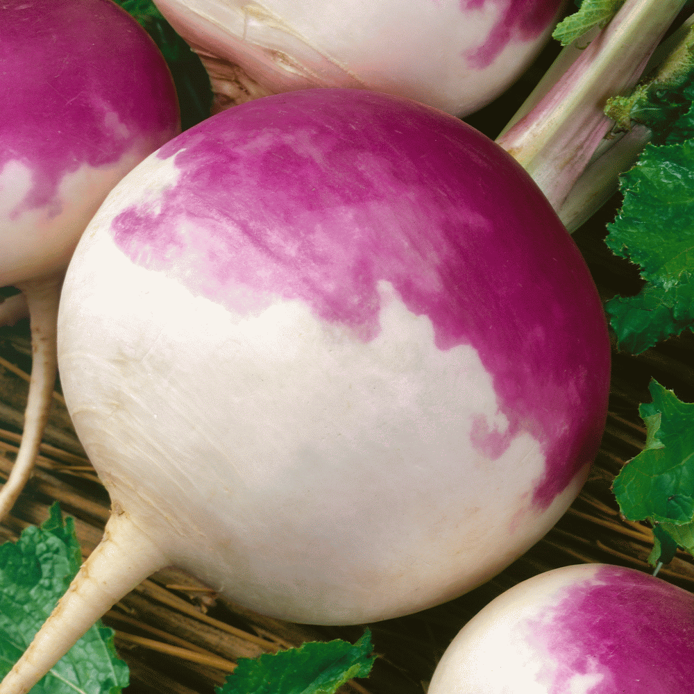 Turnip Purple Top •  لفت بنفسجي - plantnmore