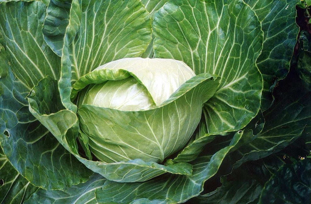 Cabbage Golden Acre • ملفوف ابيض - plantnmore
