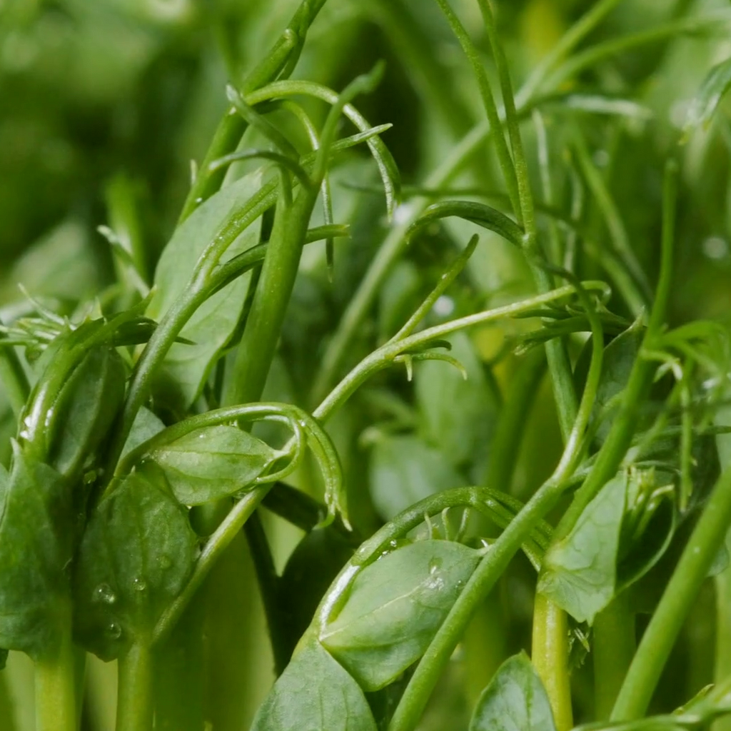 Pea Microgreen 227g • بزاليا ميكروجرين - plantnmore