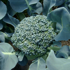 Broccoli Waltham • بروكولي والثام - plantnmore