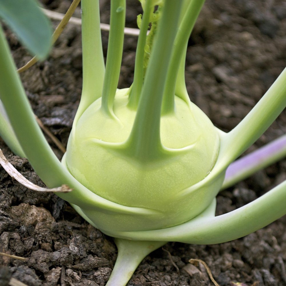 Kohlrabi Early White Vienna •  كولرابي أبيض - plantnmore