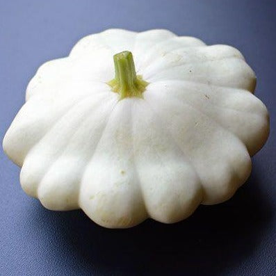 Squash White Scallop • كوسى بيضاء - plantnmore
