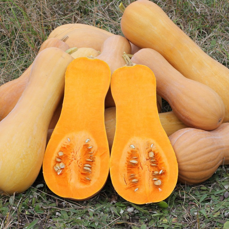 Waltham Butternut Squash • قرع والثام - plantnmore
