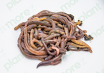 Live Earthworms ● دودة ارض حية - plantnmore