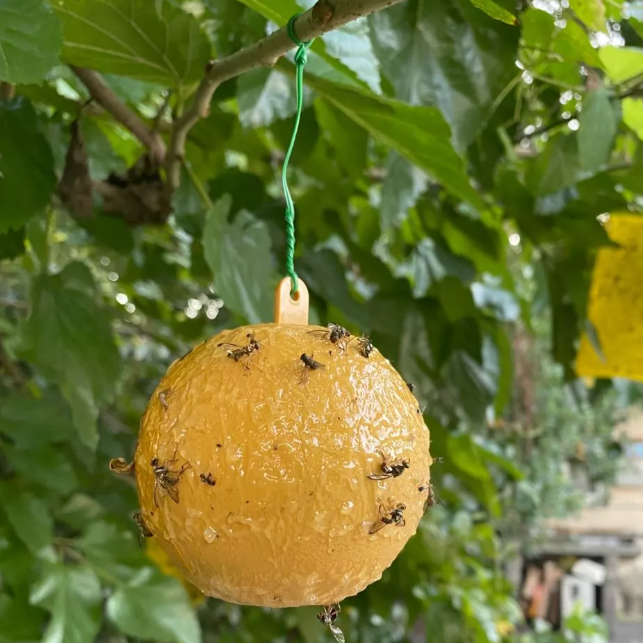 Yellow Fly Sticky Ball ● مصيدة الثمرة الحشرات - plantnmore