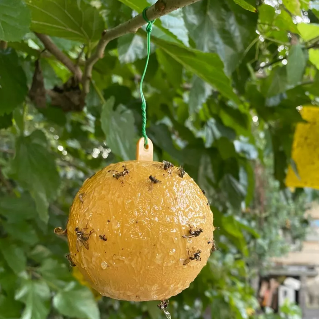 Yellow Fly Sticky Ball ● مصيدة الثمرة الحشرات - plantnmore