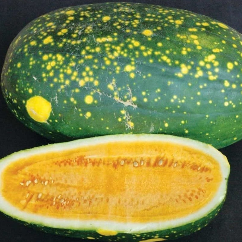 Yellow Moon & Stars Watermelon • بطيخ منقط أصفر - plantnmore