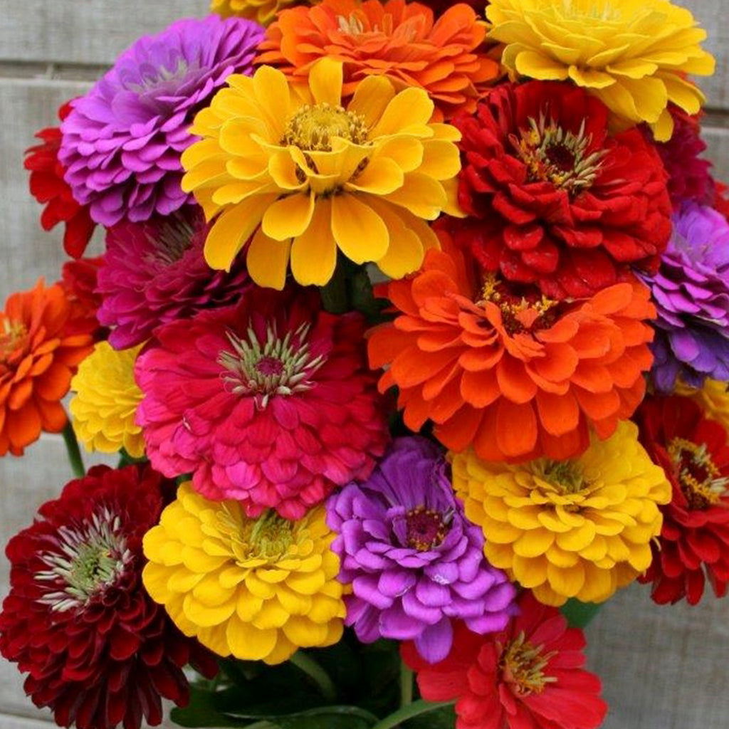 Zinnia Giant • زينيا عملاقة - plantnmore