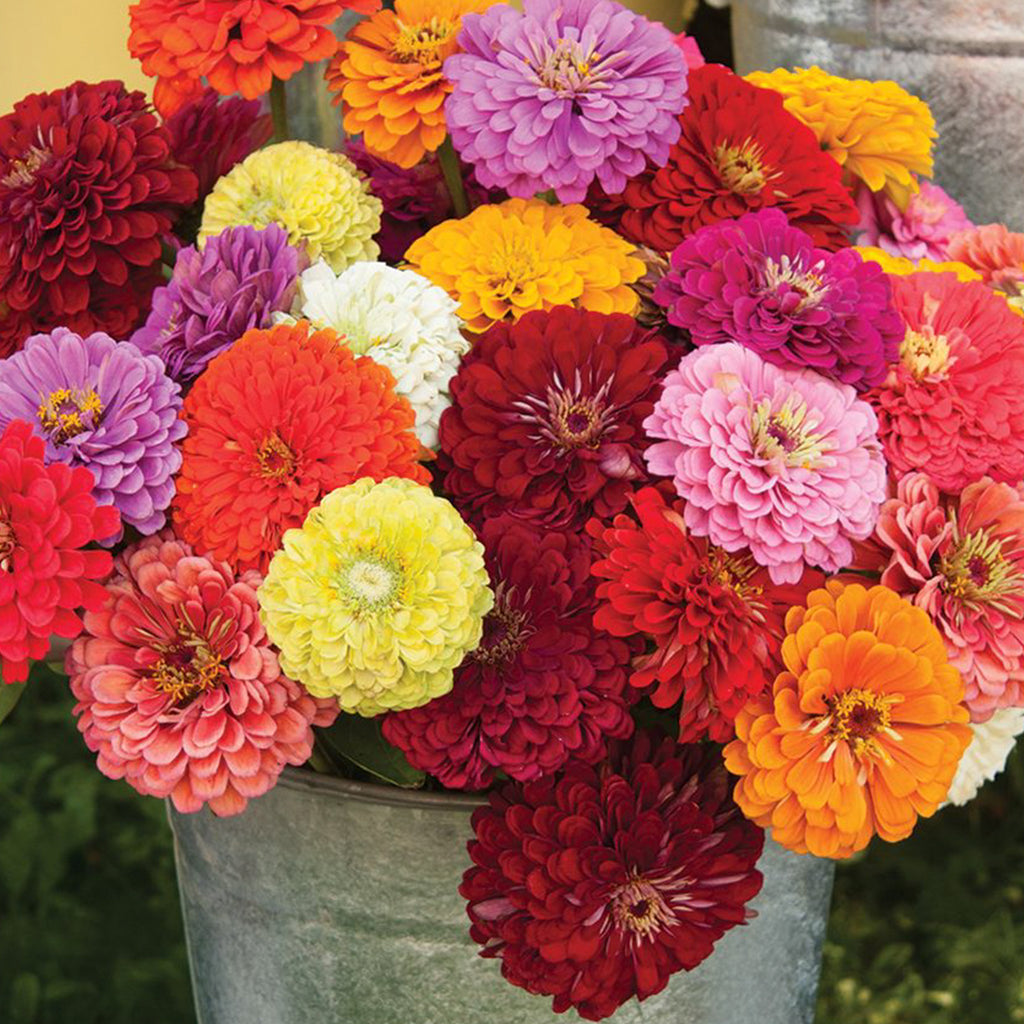 Zinnia Dahlia Flowered Mixture • تشكيلة الزينيا الشبيهة بالداليا - plantnmore