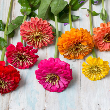 Zinnia Dahlia Flowered Mixture • تشكيلة الزينيا الشبيهة بالداليا - plantnmore