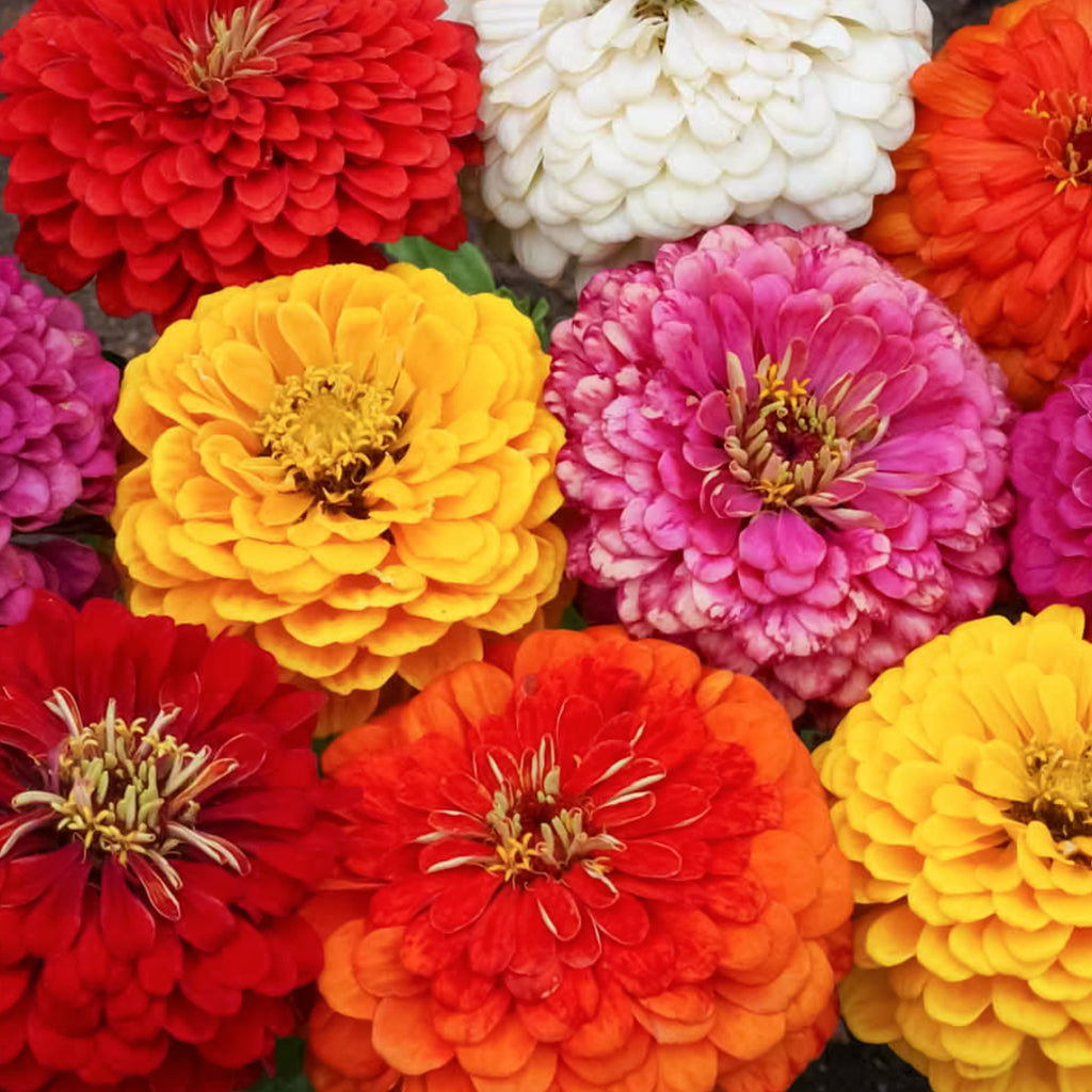 Zinnia Dahlia Flowered Mixture • تشكيلة الزينيا الشبيهة بالداليا - plantnmore