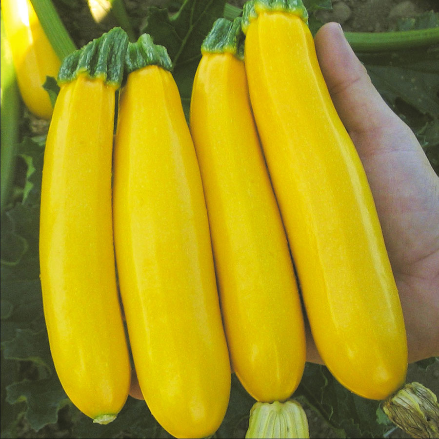 Zucchini Golden Glory • كوسى صفراء - plantnmore