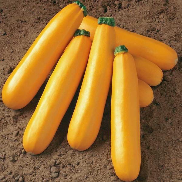 Zucchini Golden Glory • كوسى صفراء - plantnmore