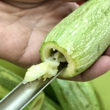 Grey Zucchini  • كوسى فاتحة - plantnmore